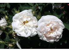 Blanche de Belgique-13,54