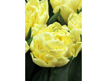 ������� �������� 25,05���. (�������� 5��).jpg