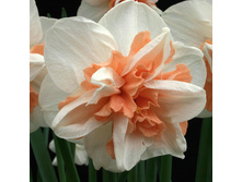 ������� Delnashaugh