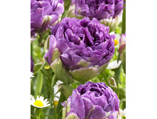 24,11���. ������� ��� ���(��� 10 ��. ���������� ������ 5��.)���15.jpg