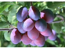 ����� ��������-230�.jpg