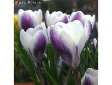 ������ ����� ����� 5-7 ������������ (15��) ������ ���� 169,51 ���. ����� ���� 144,08 ���jpg