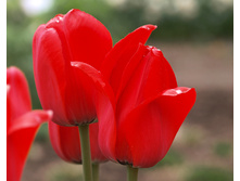 ������� ��������� ������� 12+ (5��) ������ ���� 196,26 ��� ����� ���� 166,82 ���.jpeg