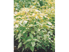 �������-����-�����������- 5,6 ���. - 0,5 �..jpg