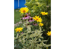 ��������� Loraine Sanshine