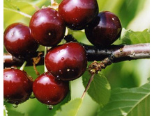 ����� �������-200�.jpg