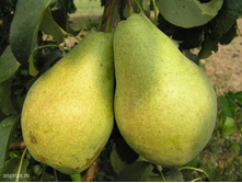 ����� ������ �����-160�.jpg