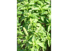 �������-����-���������� - 5,6 ���. - 0,5 �..jpg