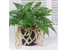 �������� ����������� (Davallia dissecta) - 350- 450 ���.