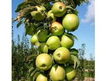 ������ ��������-230�.jpg