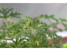 Scented Geranium graveolens