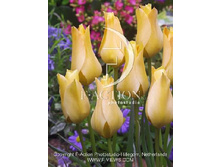 14,75���. ������� ����� ����(���������� ������ ������ ���������� �� 10 ��.)���16.jpg