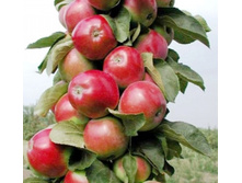 ������ ������-230�.jpg