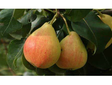 ����� ��������-160�.jpg