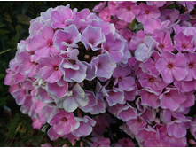 ����� ���������