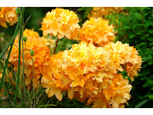 ���������� Golden Lights