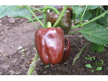 ����� ����� 9,2 ���. - 10 ��..jpg