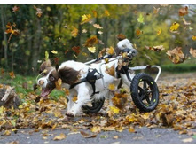 ������� �������