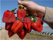 ��������� ��� ������� 35���. (�������� 6 ��������).jpg