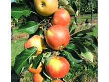 ������ �������-230�.jpg