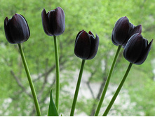 ������� ���� ��� ���. ����.jpg