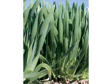 ���-������-����� 7,10 ���. = 0,5 ��.jpg