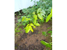 ������������ ������