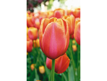 ������� ������ ����������� 12+ (5��) ������ ���� 196,26 ��� ����� ���� 167 ���