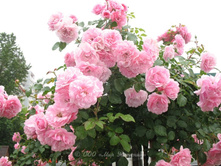 ����� Bonica 110��-23,66.jpg