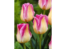 ������� ������� �����