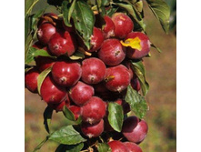 ������ ������� ������ -250�.jpg