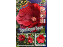 219,5���. �������� ��������� ��������� ���� SUMMERIFIC(�������� ���� �� 1 ��., ����������� ����� 1��.).jpg