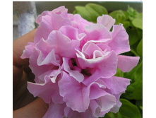 �.��������, ��������� ������� ���� ������ ����� ���� ���� �����.jpg