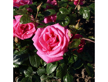 Rosa tea hybrid Lady Like.jpg