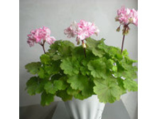 Toffetty.(���� ����)