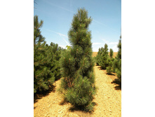 403,5���. ����� Pinus nigra Fastigiata (������ 1,5�)