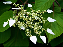 Schizophragma hydrangeoides ����������� ��������������� 2 ltr € 6,73 504,96�..jpg