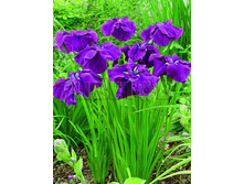 Iris ensata Good Omen ���� ���������� ���� ���� € 2,00 146,00���..jpg