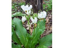 Dodecatheon meadia ���������� ������� € 0,58 42,34���..jpg