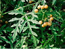 Ampelopsis aconitifolia ���������� �������������� 2 ltr € 4,84 363,21�..jpg