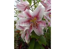 Lilium orientalis Mona Lisa ����� ��������� ���� ���� € 0,75 54,75���..jpg
