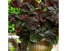 518���. ������ ������������ ��� ���������.jpg