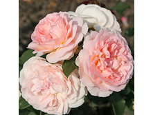 Rosa floribunda Märchenzauber.jpg
