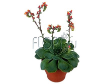 �������� ������ 12�28. 243,6 ���.jpg