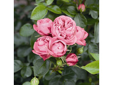 Rosa park Playful Rokoko.jpg