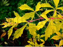 Ampelopsis aconitifolia Seattle ���������� �������������� ����� 2 ltr € 4,84 363,21�..jpg