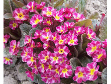 Primula Dark Rosaleen ������� ���� ������� € 1,78 129,94���..jpg