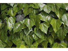 Hedera colchica Dentata ���� ���������� ������� 2 ltr € 5,77 432,96�..jpg