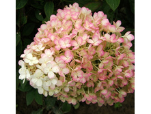 265���. ��������� ����������� ����.jpg