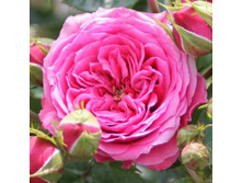Rosa miniature Pink Babyflor.jpg